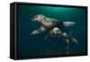 Steller Sea Lions Swimming Underwater-Paul Souders-Framed Stretched Canvas