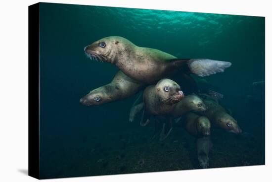 Steller Sea Lions Swimming Underwater-Paul Souders-Stretched Canvas