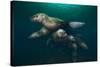 Steller Sea Lions Swimming Underwater-Paul Souders-Stretched Canvas