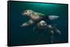 Steller Sea Lions Swimming Underwater-Paul Souders-Framed Stretched Canvas