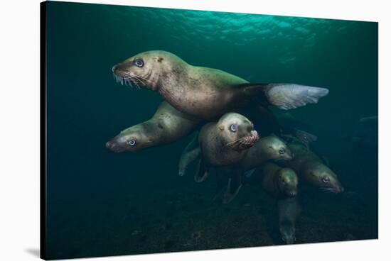 Steller Sea Lions Swimming Underwater-Paul Souders-Stretched Canvas