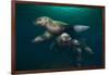 Steller Sea Lions Swimming Underwater-Paul Souders-Framed Photographic Print