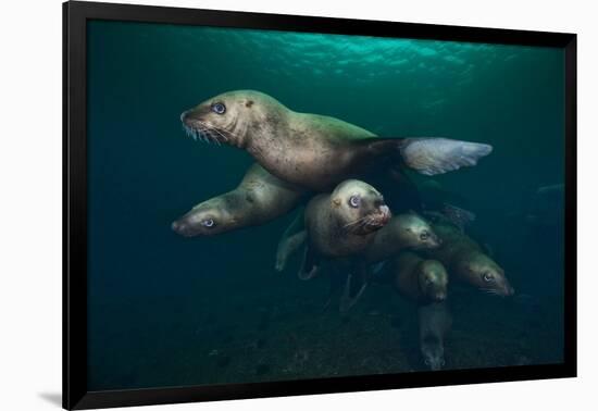 Steller Sea Lions Swimming Underwater-Paul Souders-Framed Photographic Print