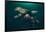 Steller Sea Lions Swimming Underwater-Paul Souders-Framed Photographic Print