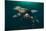 Steller Sea Lions Swimming Underwater-Paul Souders-Mounted Photographic Print