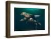 Steller Sea Lions Swimming Underwater-Paul Souders-Framed Photographic Print