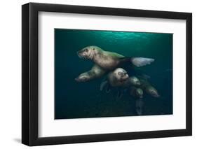 Steller Sea Lions Swimming Underwater-Paul Souders-Framed Photographic Print