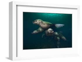 Steller Sea Lions Swimming Underwater-Paul Souders-Framed Photographic Print