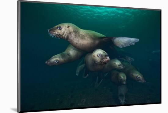 Steller Sea Lions Swimming Underwater-Paul Souders-Mounted Photographic Print