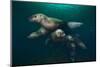 Steller Sea Lions Swimming Underwater-Paul Souders-Mounted Photographic Print