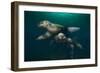 Steller Sea Lions Swimming Underwater-Paul Souders-Framed Photographic Print