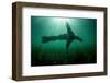 Steller sealion swimming over seabed, Vancouver Island-Shane Gross-Framed Photographic Print