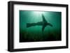 Steller sealion swimming over seabed, Vancouver Island-Shane Gross-Framed Photographic Print