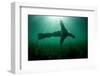 Steller sealion swimming over seabed, Vancouver Island-Shane Gross-Framed Photographic Print