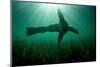Steller sealion swimming over seabed, Vancouver Island-Shane Gross-Mounted Photographic Print