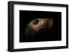 Steller sealion underwater portrait, Vancouver Island-Shane Gross-Framed Photographic Print