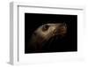 Steller sealion underwater portrait, Vancouver Island-Shane Gross-Framed Photographic Print