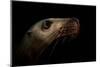 Steller sealion underwater portrait, Vancouver Island-Shane Gross-Mounted Photographic Print