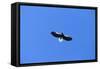 Stelleros Sea Eagle in Flight-null-Framed Stretched Canvas