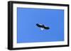 Stelleros Sea Eagle in Flight-null-Framed Photographic Print