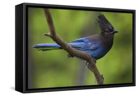 Stellers Jay-Ken Archer-Framed Stretched Canvas