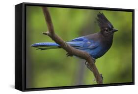 Stellers Jay-Ken Archer-Framed Stretched Canvas