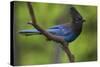 Stellers Jay-Ken Archer-Stretched Canvas