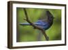 Stellers Jay-Ken Archer-Framed Photographic Print