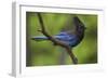 Stellers Jay-Ken Archer-Framed Photographic Print