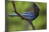 Stellers Jay-Ken Archer-Mounted Photographic Print