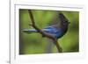 Stellers Jay-Ken Archer-Framed Photographic Print