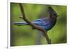 Stellers Jay-Ken Archer-Framed Photographic Print