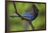 Stellers Jay-Ken Archer-Framed Photographic Print