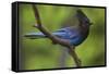 Stellers Jay-Ken Archer-Framed Stretched Canvas