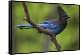 Stellers Jay-Ken Archer-Framed Stretched Canvas