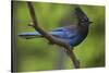 Stellers Jay-Ken Archer-Stretched Canvas