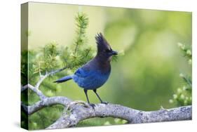 Stellers Jay-Ken Archer-Stretched Canvas