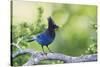 Stellers Jay-Ken Archer-Stretched Canvas