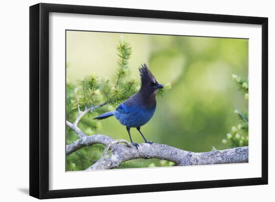 Stellers Jay-Ken Archer-Framed Photographic Print