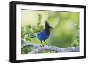 Stellers Jay-Ken Archer-Framed Photographic Print