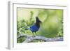 Stellers Jay-Ken Archer-Framed Photographic Print