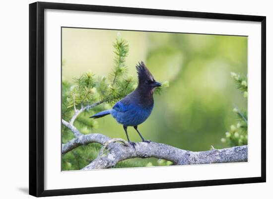 Stellers Jay-Ken Archer-Framed Photographic Print