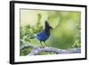 Stellers Jay-Ken Archer-Framed Photographic Print