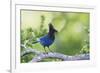 Stellers Jay-Ken Archer-Framed Photographic Print