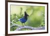 Stellers Jay-Ken Archer-Framed Photographic Print