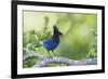 Stellers Jay-Ken Archer-Framed Photographic Print