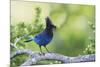 Stellers Jay-Ken Archer-Mounted Photographic Print