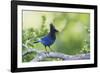 Stellers Jay-Ken Archer-Framed Photographic Print