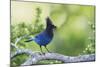 Stellers Jay-Ken Archer-Mounted Photographic Print