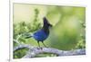 Stellers Jay-Ken Archer-Framed Photographic Print